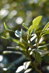 Rhododendron-Knospe