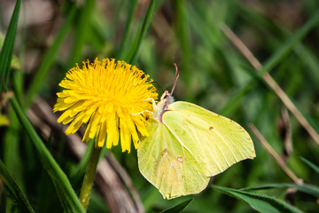 Common Brimstone Butterfly on Dandelion Flower in Springtime