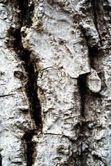 Birch Bark Background.