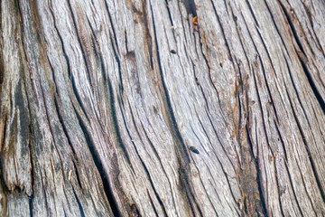 Texture & details of of tree trunk