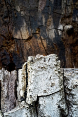 Birch Bark Background.