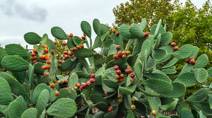Opuntia cactus with flowers