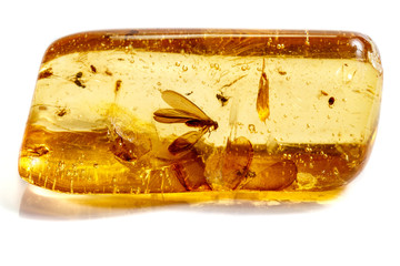 Macro stone mineral amber with insects, flies and beetles on a white background close up