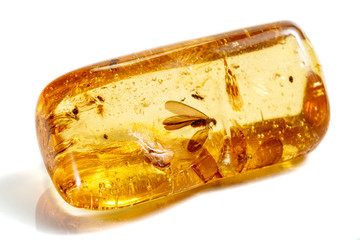 Macro stone mineral amber with insects, flies and beetles on a white background close up