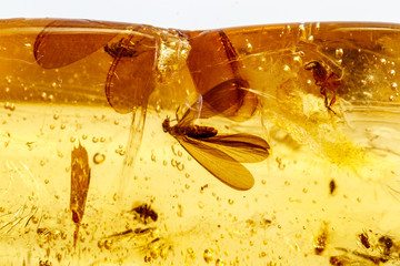 Macro stone mineral amber with insects, flies and beetles on a white background close up