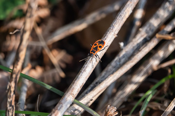 European Firebug in Springtime