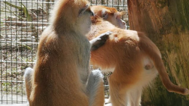 patas monkey, Erythrocebus patas, wadi monkey, hussar monkey grooming in zoo