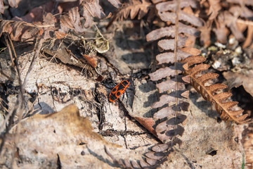 European Firebug in Springtime