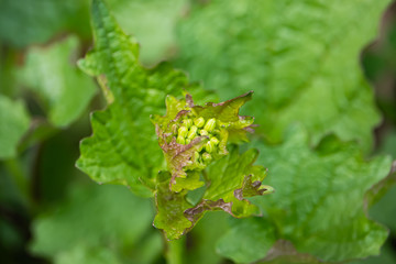 Garlic Mustard Flower Buds in Springtime