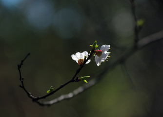 Flowering fruit berry trees. Spring.