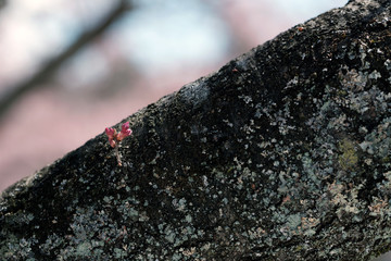 枝から小さな桜の花芽