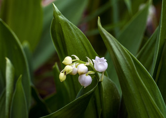 Obraz premium Lilies of the valley. Herb with fragrant white bells flowers. Spring.