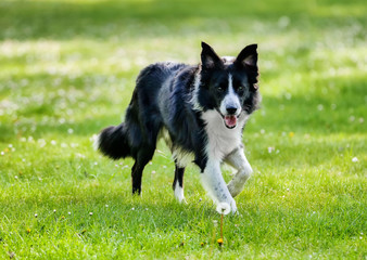 Border Collie dog walking through the park on a spring day