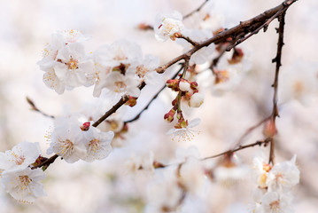 apricot blossom on the branch