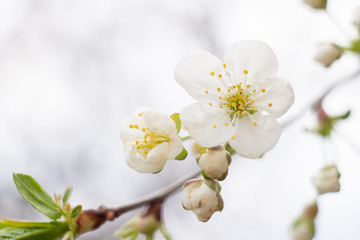 cherry blossom on a branch