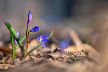 Scilla (or squill)