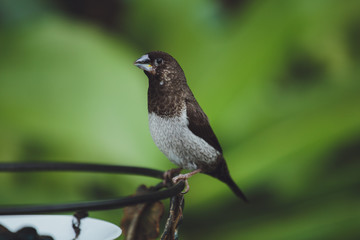 The beautiful Amadina bird sits on the green leaves of a tree branch. Close-up