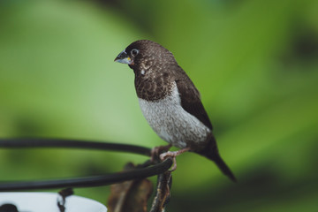 The beautiful Amadina bird sits on the green leaves of a tree branch. Close-up