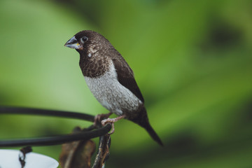The beautiful Amadina bird sits on the green leaves of a tree branch. Close-up