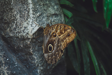 Beautiful butterfly sits on the green leaves of a tree branch. Close-up