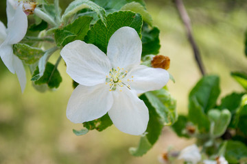 spring, apple flowers