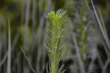 green grass in the wind
