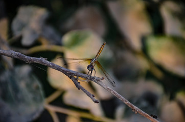 dragonfly on branch