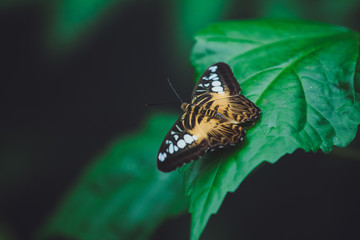 Beautiful butterfly sits on the green leaves of a tree branch. Close-up