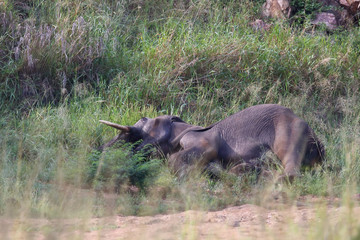 Afrikanischer Elefant / African elephant / Loxodonta africana.