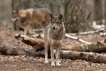 Meubelstickers Grey wolf in the forest © AB Photography