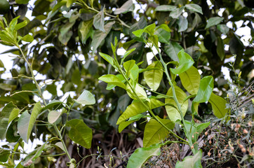 green plant in the garden