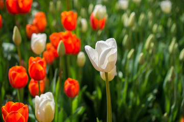 Tulips Blooming in Spring