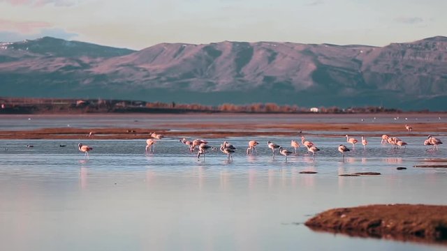 SALAR DE ATACAMA, CHILE. Amazing scenery with pale pink Chilean flamingos in front of steppe mountains in Patagonia. Patagonian birds feeding in cold water.