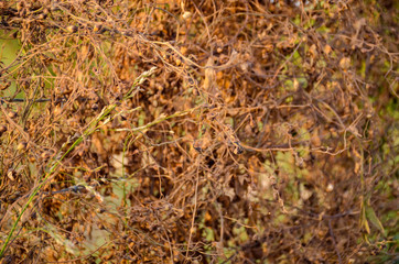 autumn leaves on the ground