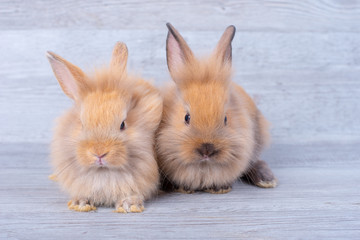 Two little bunny rabbits stay on gray wooden pattern background with different positions;