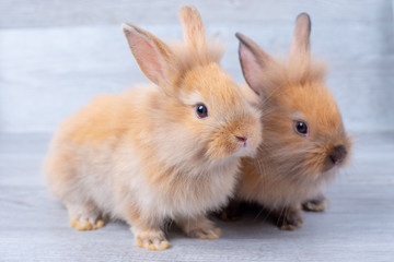 Two little bunny rabbits stay on gray wooden pattern background with different positions