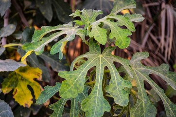 green plants in the garden