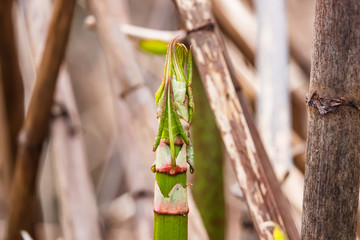 Japanese Knotweed Sprouting in Springtime