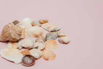 Seashells on pink background with copy space