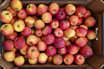 Red and yellow apples in box,  background. Fresh apples variety grown in the shop. Apple suitable for juice, strudel, apple puree, compote