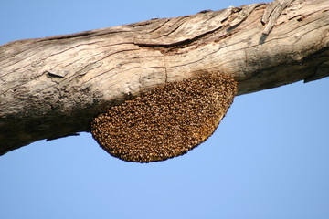 Bienenwabe Nahaufnahme 20m Höhe