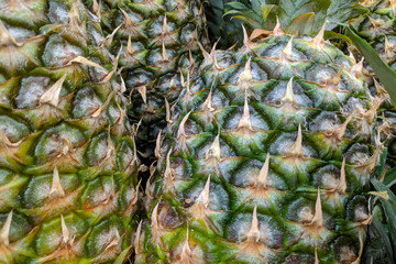 Green pineapples close up,  background. Fresh pineapples variety grown in the shop.Pineapples suitable for juice, strudel, grapes puree, compote