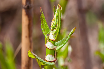 Japanese Knotweed Sprouting in Springtime