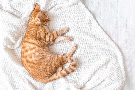 Ginger cat relaxing