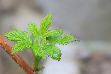 young leaves