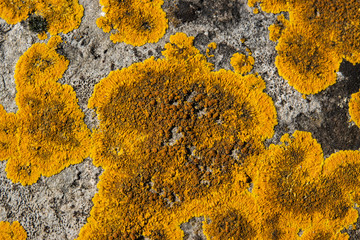 Maritime Sunburst Lichen on Rock in Winter