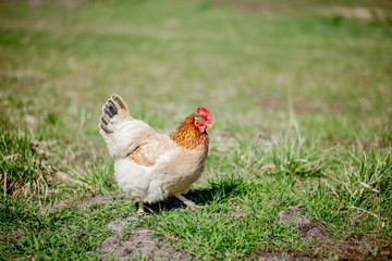 chicken in grass on a farm. Orange chicken hen that is out for a walk on the grass