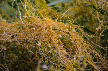 moss on the tree