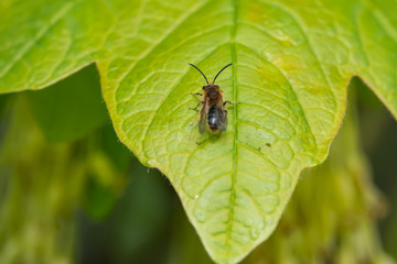 Mining Bee on Leaf in Springtime