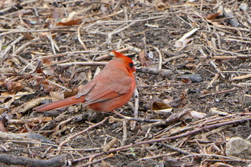 N&ouml;rdlicher Kardinal